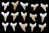 Lot - - Fossil Shark (Otodus) Teeth - About Teeth #133653-1